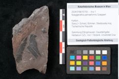 Foto (Objekt + Etikett) von Noeggerathia palmaeformis Goeppert (NHMW-GEO-2024-0188-10759)